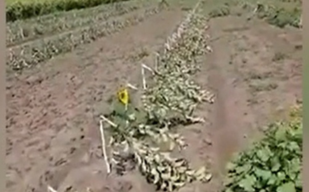 Și-au bătut joc de munca lui! Un agricultor de la Dondușeni s-a trezit cu 2 ha de livadă tăiată